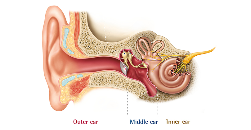 Ear anatomy